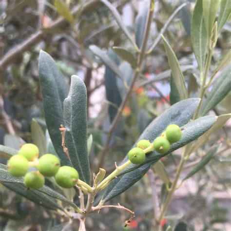 油橄欖樹|Olive tree 油橄欖樹